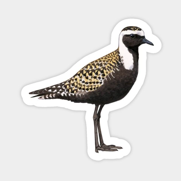 American Golden Plover illustration Sticker by kokayart